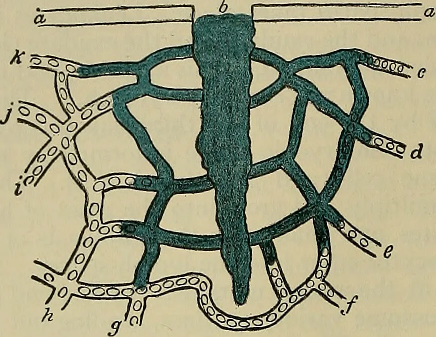 An illustration from Modern surgery, general and operative / by John Chalmers DaCosta., 1914, leaf 120