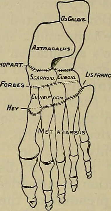 An illustration from Modern surgery, general and operative / by John Chalmers DaCosta., 1914, leaf 1458