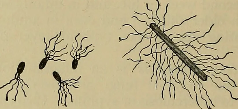 An illustration from Modern surgery, general and operative / by John Chalmers DaCosta., 1914, leaf 20