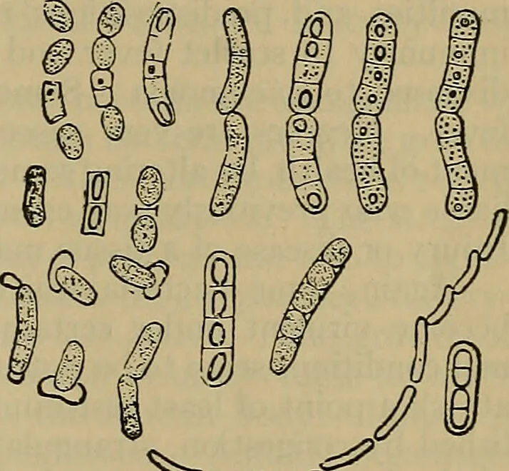 An illustration from Modern surgery, general and operative / by John Chalmers DaCosta., 1914, leaf 23