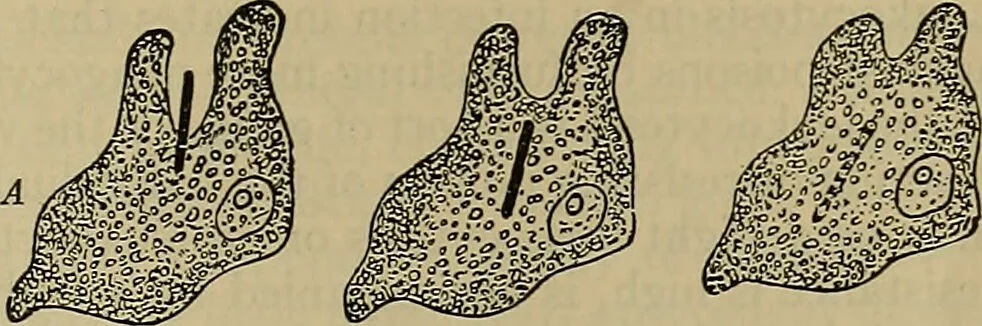 An illustration from Modern surgery, general and operative / by John Chalmers DaCosta., 1914, leaf 41