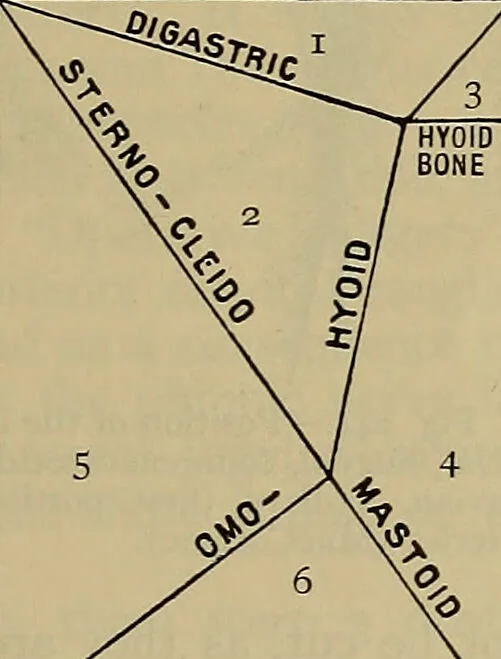 An illustration from Modern surgery, general and operative / by John Chalmers DaCosta., 1914, leaf 491