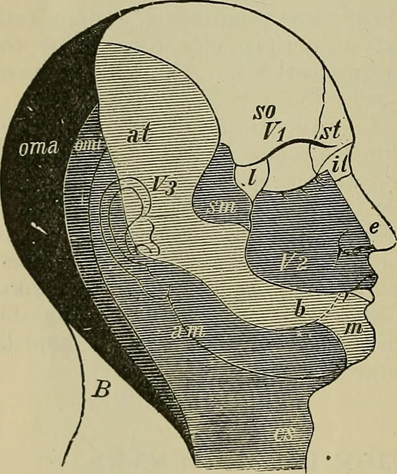 An illustration from Modern surgery, general and operative / by John Chalmers DaCosta., 1914, leaf 770