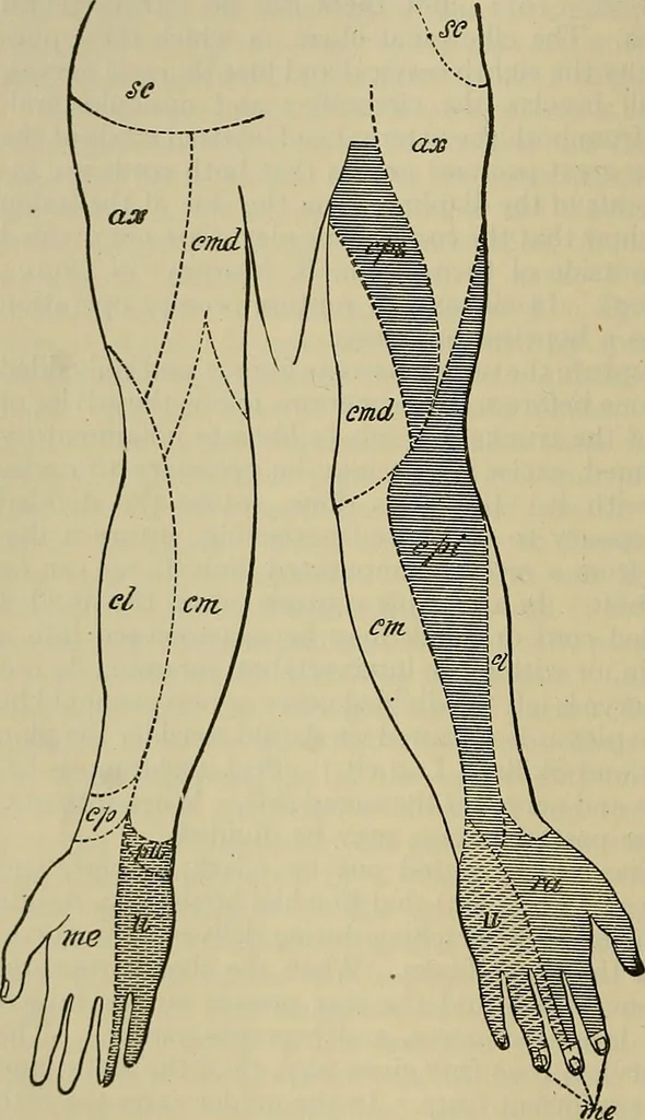 An illustration from Modern surgery, general and operative / by John Chalmers DaCosta., 1914, leaf 774