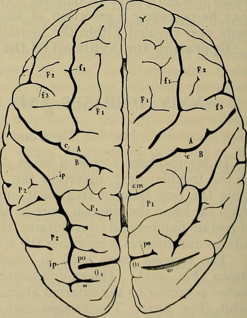 An illustration from Modern surgery, general and operative / by John Chalmers DaCosta., 1914, leaf 792