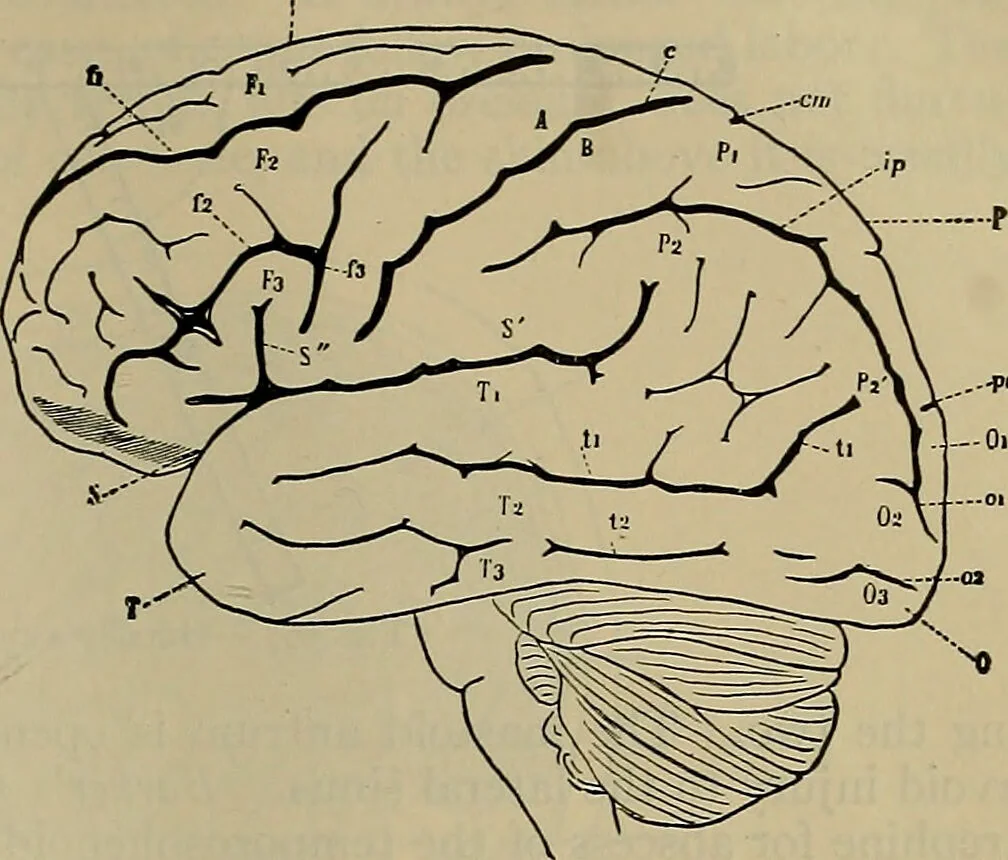 An illustration from Modern surgery, general and operative / by John Chalmers DaCosta., 1914, leaf 793