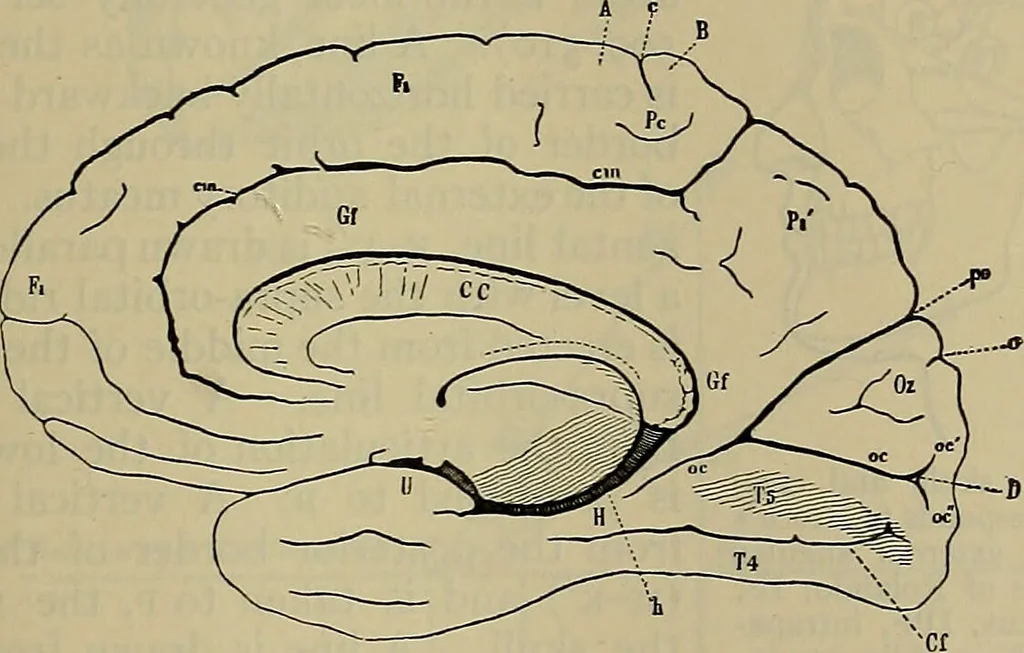 An illustration from Modern surgery, general and operative / by John Chalmers DaCosta., 1914, leaf 793