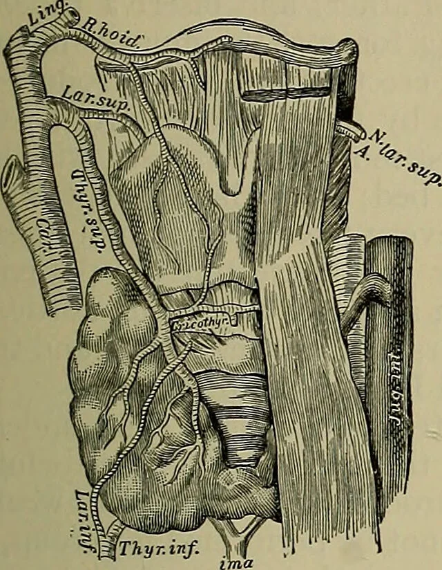 An illustration from Modern surgery, general and operative / by John Chalmers DaCosta., 1914, leaf 907