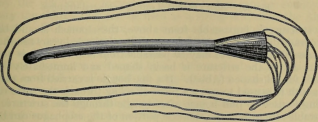 An illustration from Modern surgery, general and operative / by John Chalmers DaCosta., 1914, leaf 959