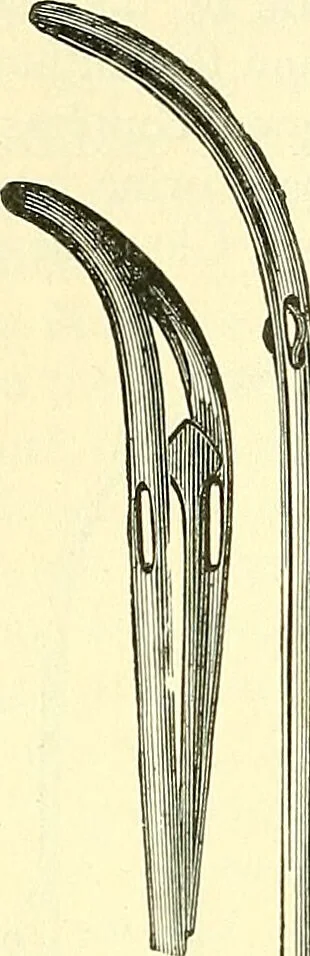 An illustration from Modern surgery, general and operative / by John Chalmers Da Costa., 1907, leaf 1200