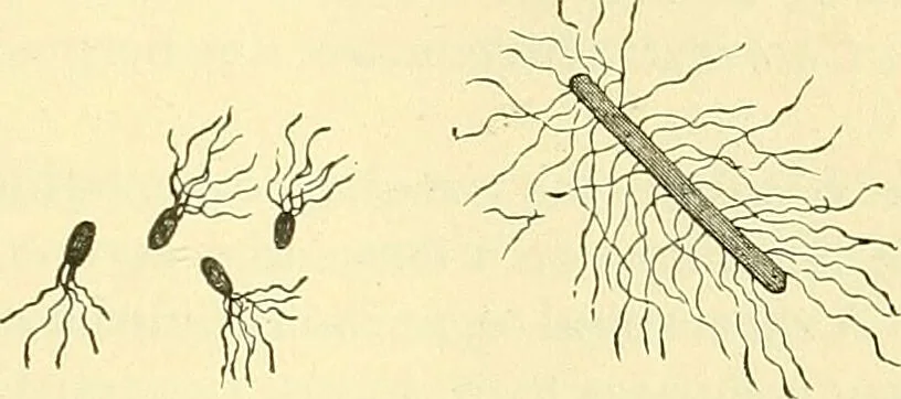 An illustration from Modern surgery, general and operative / by John Chalmers Da Costa., 1907, leaf 23