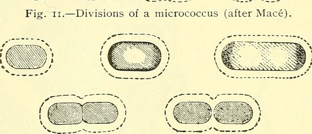 An illustration from Modern surgery, general and operative / by John Chalmers Da Costa., 1907, leaf 26