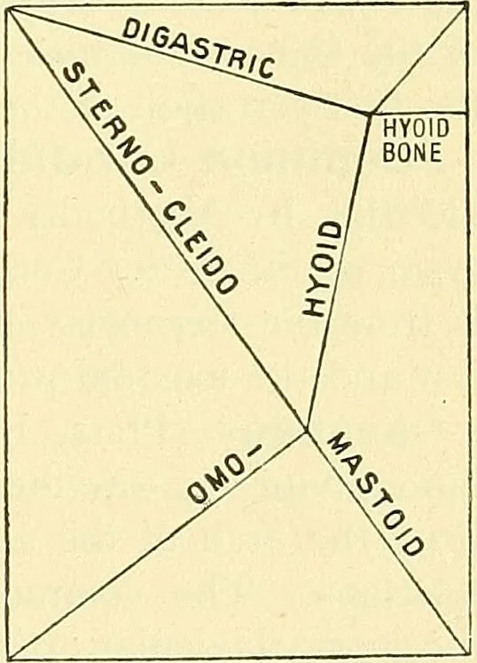 An illustration from Modern surgery, general and operative / by John Chalmers Da Costa., 1907, leaf 425