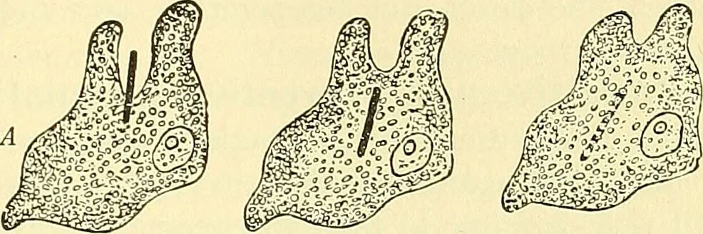 An illustration from Modern surgery, general and operative / by John Chalmers Da Costa., 1907, leaf 43