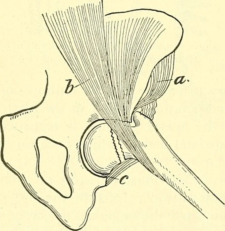 An illustration from Modern surgery, general and operative / by John Chalmers Da Costa., 1907, leaf 536