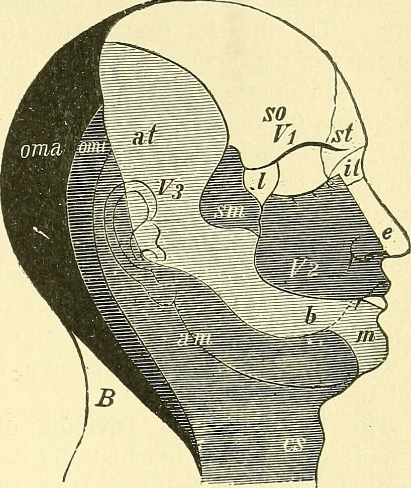 An illustration from Modern surgery, general and operative / by John Chalmers Da Costa., 1907, leaf 685