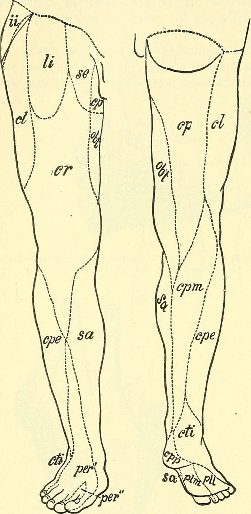 An illustration from Modern surgery, general and operative / by John Chalmers Da Costa., 1907, leaf 692