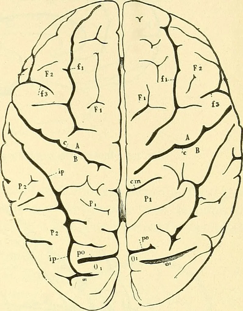 An illustration from Modern surgery, general and operative / by John Chalmers Da Costa., 1907, leaf 705