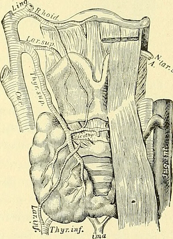 An illustration from Modern surgery, general and operative / by John Chalmers Da Costa., 1907, leaf 787