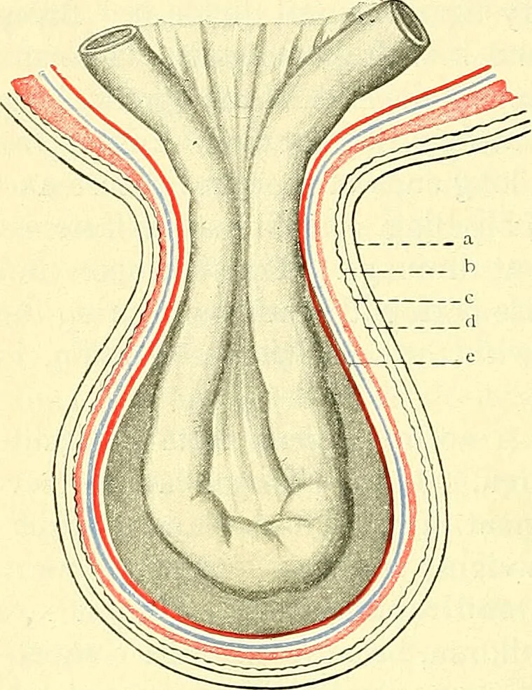 An illustration from Modern surgery, general and operative / by John Chalmers Da Costa., 1907, leaf 998