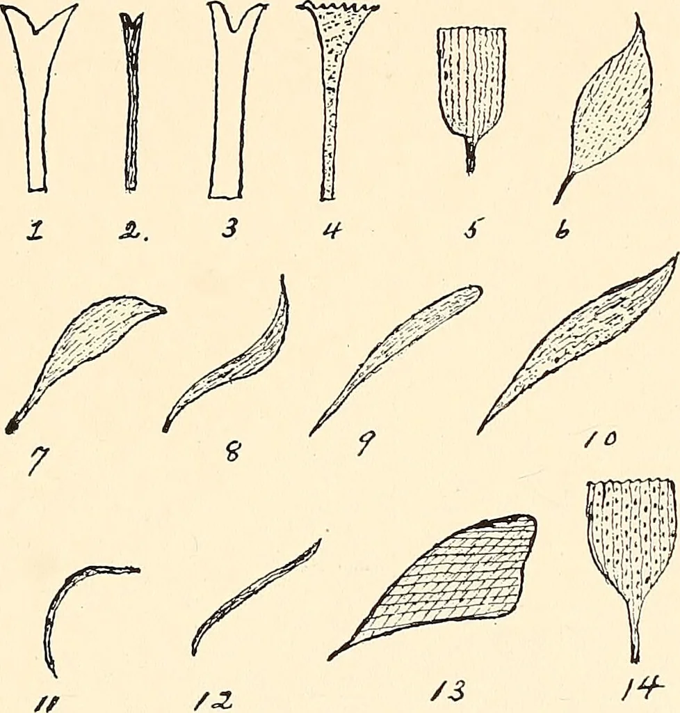 An illustration from The malarial fevers, haemoglobinuric fever and the blood protozoa of man / by Charles F. Craig ; illustrated by four colored plates, twenty-five clinical charts, and twenty-eight photomicrographs and drawings., 1909, leaf 107
