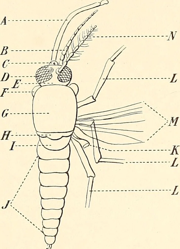 An illustration from The malarial fevers, haemoglobinuric fever and the blood protozoa of man / by Charles F. Craig ; illustrated by four colored plates, twenty-five clinical charts, and twenty-eight photomicrographs and drawings., 1909, leaf 355