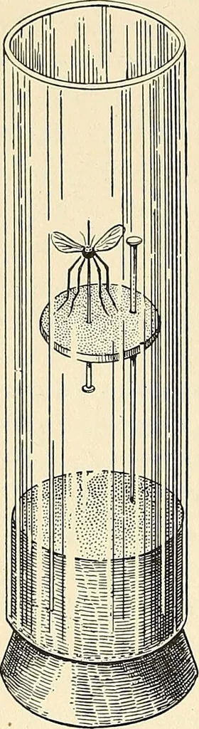 An illustration from The malarial fevers, haemoglobinuric fever and the blood protozoa of man / by Charles F. Craig ; illustrated by four colored plates, twenty-five clinical charts, and twenty-eight photomicrographs and drawings., 1909, leaf 358