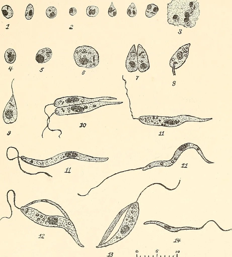 An illustration from The malarial fevers, haemoglobinuric fever and the blood protozoa of man / by Charles F. Craig ; illustrated by four colored plates, twenty-five clinical charts, and twenty-eight photomicrographs and drawings., 1909, leaf 453