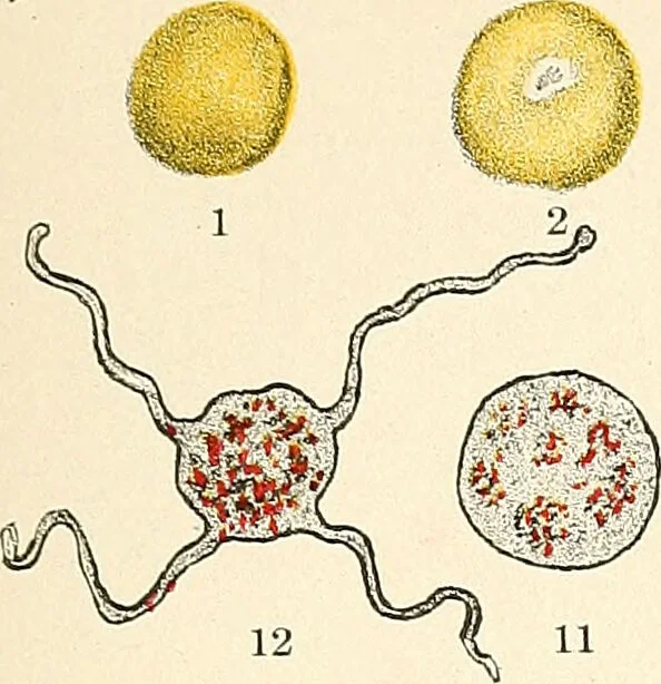 An illustration from The malarial fevers, haemoglobinuric fever and the blood protozoa of man / by Charles F. Craig ; illustrated by four colored plates, twenty-five clinical charts, and twenty-eight photomicrographs and drawings., 1909, leaf 49
