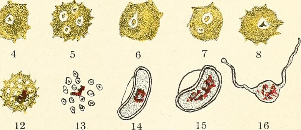 An illustration from The malarial fevers, haemoglobinuric fever and the blood protozoa of man / by Charles F. Craig ; illustrated by four colored plates, twenty-five clinical charts, and twenty-eight photomicrographs and drawings., 1909, leaf 49