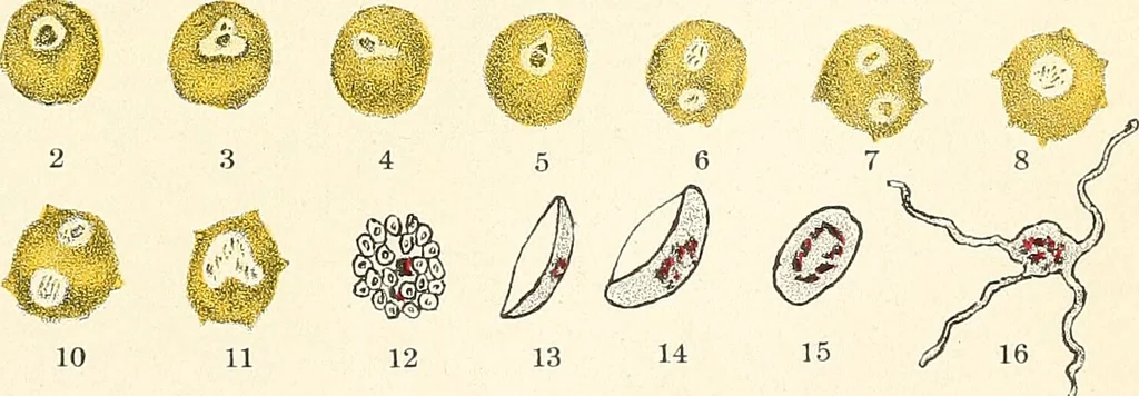 An illustration from The malarial fevers, haemoglobinuric fever and the blood protozoa of man / by Charles F. Craig ; illustrated by four colored plates, twenty-five clinical charts, and twenty-eight photomicrographs and drawings., 1909, leaf 49
