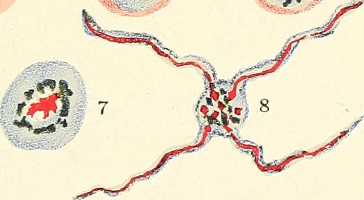 An illustration from The malarial fevers, haemoglobinuric fever and the blood protozoa of man / by Charles F. Craig ; illustrated by four colored plates, twenty-five clinical charts, and twenty-eight photomicrographs and drawings., 1909, leaf 73