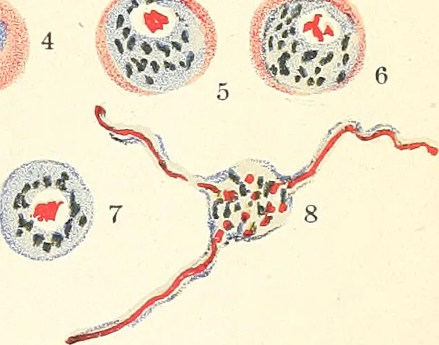 An illustration from The malarial fevers, haemoglobinuric fever and the blood protozoa of man / by Charles F. Craig ; illustrated by four colored plates, twenty-five clinical charts, and twenty-eight photomicrographs and drawings., 1909, leaf 73