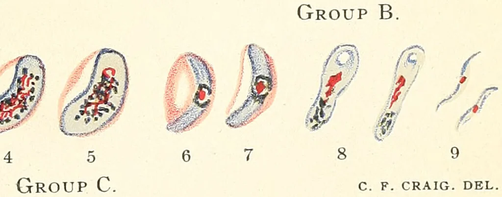 An illustration from The malarial fevers, haemoglobinuric fever and the blood protozoa of man / by Charles F. Craig ; illustrated by four colored plates, twenty-five clinical charts, and twenty-eight photomicrographs and drawings., 1909, leaf 73