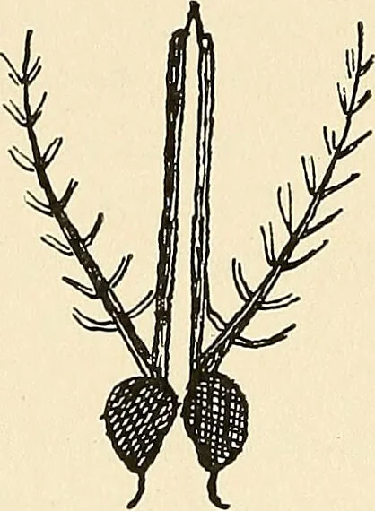 An illustration from The malarial fevers, haemoglobinuric fever and the blood protozoa of man / by Charles F. Craig ; illustrated by four colored plates, twenty-five clinical charts, and twenty-eight photomicrographs and drawings., 1909, leaf 96