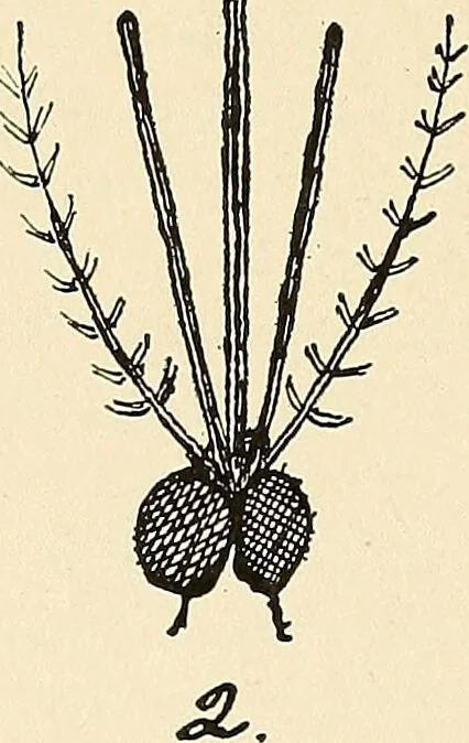 An illustration from The malarial fevers, haemoglobinuric fever and the blood protozoa of man / by Charles F. Craig ; illustrated by four colored plates, twenty-five clinical charts, and twenty-eight photomicrographs and drawings., 1909, leaf 96