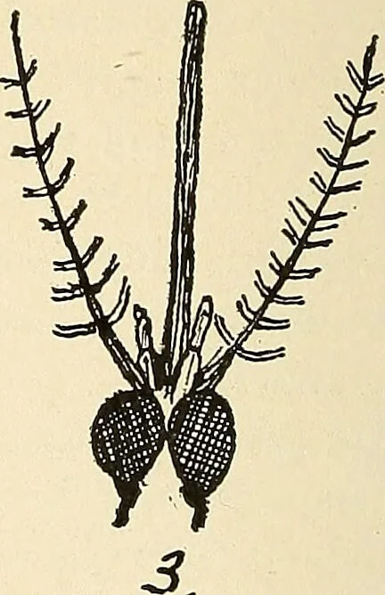 An illustration from The malarial fevers, haemoglobinuric fever and the blood protozoa of man / by Charles F. Craig ; illustrated by four colored plates, twenty-five clinical charts, and twenty-eight photomicrographs and drawings., 1909, leaf 96