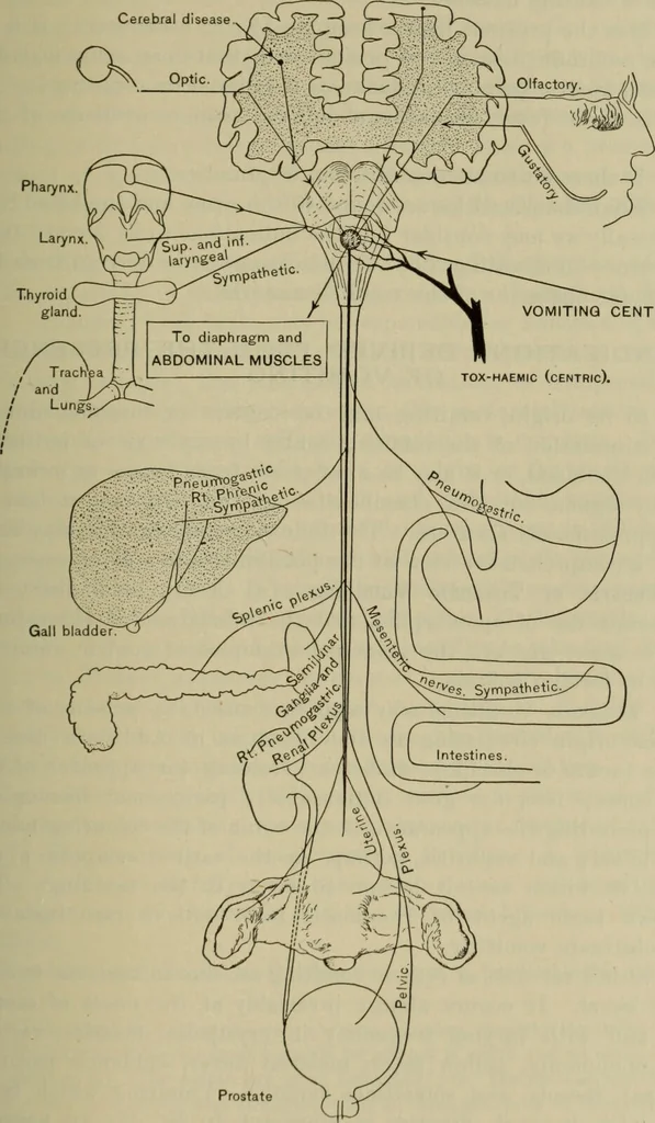 An illustration from The diagnostics of internal medicine : a clinical treatise upon the recognised principles of medical diagnosis, prepared for the use of students and practitioners of medicine / by Glentworth Reeve Butler ... ; with five coloured plates and two hundred and seventy-two illustrations and charts in the text., 1909, leaf 167