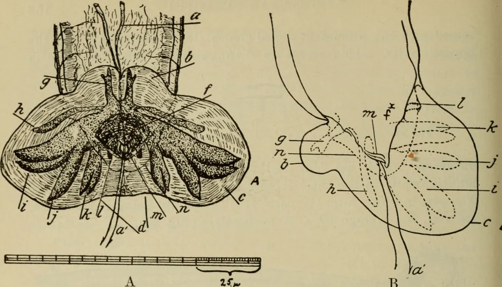 An illustration from The diagnostics of internal medicine : a clinical treatise upon the recognised principles of medical diagnosis, prepared for the use of students and practitioners of medicine / by Glentworth Reeve Butler ... ; with five coloured plates and two hundred and seventy-two illustrations and charts in the text., 1909, leaf 196