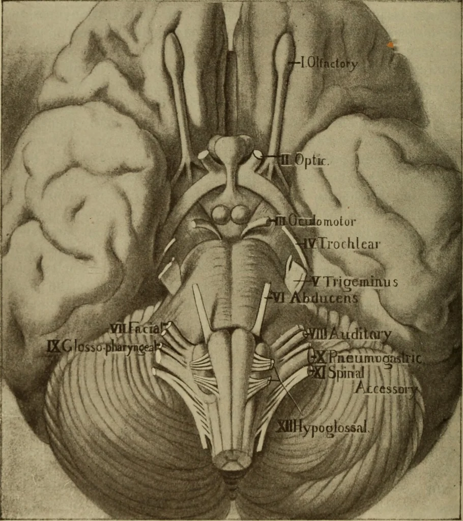 An illustration from The diagnostics of internal medicine : a clinical treatise upon the recognised principles of medical diagnosis, prepared for the use of students and practitioners of medicine / by Glentworth Reeve Butler ... ; with five coloured plates and two hundred and seventy-two illustrations and charts in the text., 1909, leaf 230