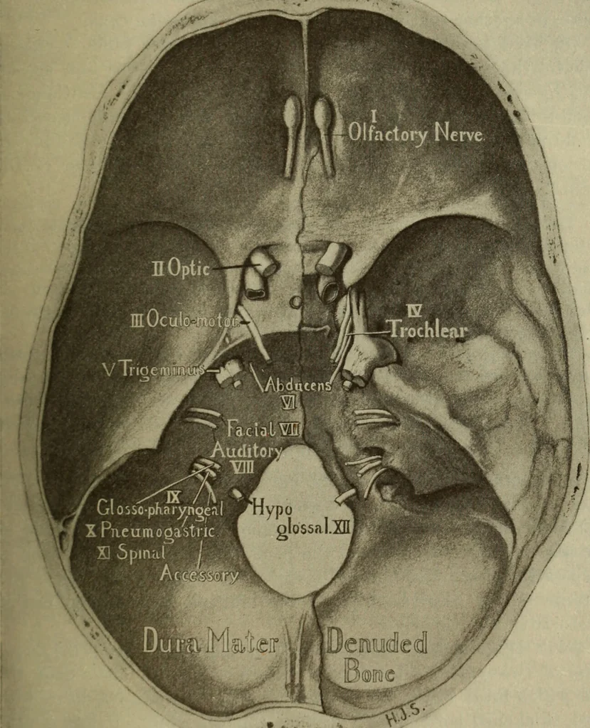 An illustration from The diagnostics of internal medicine : a clinical treatise upon the recognised principles of medical diagnosis, prepared for the use of students and practitioners of medicine / by Glentworth Reeve Butler ... ; with five coloured plates and two hundred and seventy-two illustrations and charts in the text., 1909, leaf 231