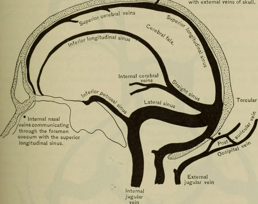 An illustration from The diagnostics of internal medicine : a clinical treatise upon the recognised principles of medical diagnosis, prepared for the use of students and practitioners of medicine / by Glentworth Reeve Butler ... ; with five coloured plates and two hundred and seventy-two illustrations and charts in the text., 1909, leaf 239