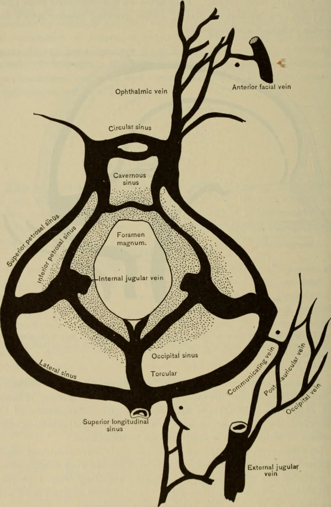 An illustration from The diagnostics of internal medicine : a clinical treatise upon the recognised principles of medical diagnosis, prepared for the use of students and practitioners of medicine / by Glentworth Reeve Butler ... ; with five coloured plates and two hundred and seventy-two illustrations and charts in the text., 1909, leaf 240