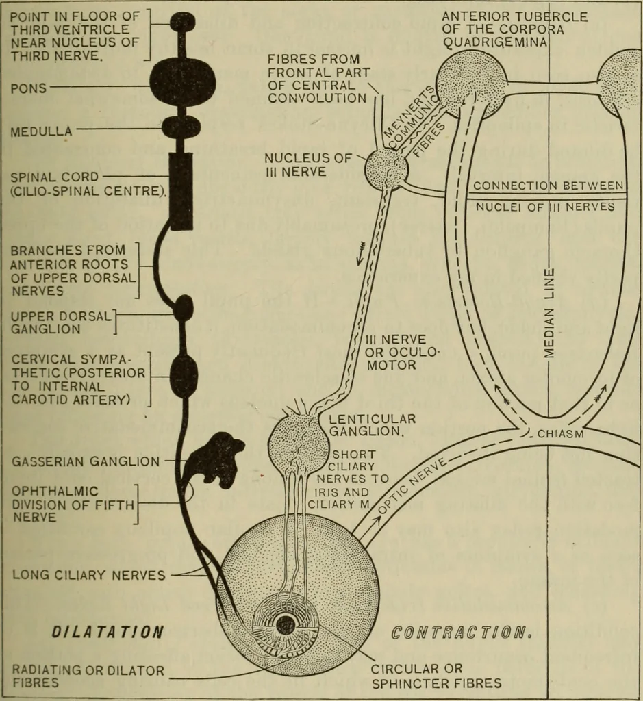 An illustration from The diagnostics of internal medicine : a clinical treatise upon the recognised principles of medical diagnosis, prepared for the use of students and practitioners of medicine / by Glentworth Reeve Butler ... ; with five coloured plates and two hundred and seventy-two illustrations and charts in the text., 1909, leaf 243