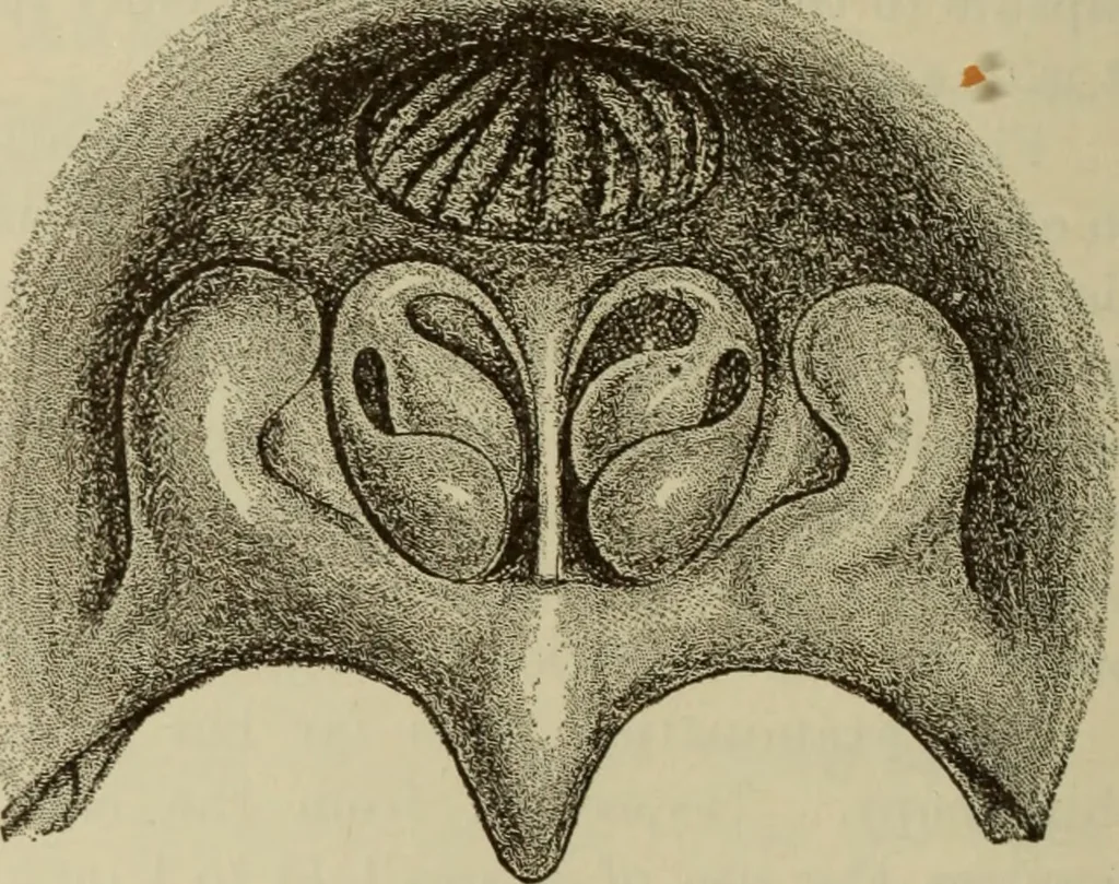 An illustration from The diagnostics of internal medicine : a clinical treatise upon the recognised principles of medical diagnosis, prepared for the use of students and practitioners of medicine / by Glentworth Reeve Butler ... ; with five coloured plates and two hundred and seventy-two illustrations and charts in the text., 1909, leaf 272