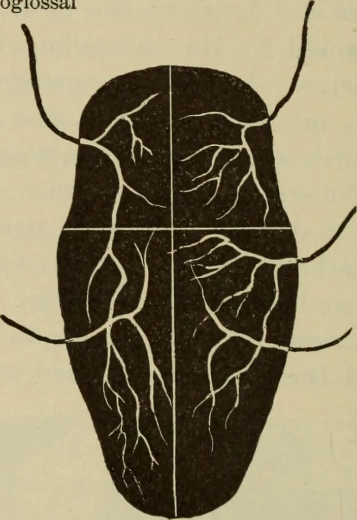 An illustration from The diagnostics of internal medicine : a clinical treatise upon the recognised principles of medical diagnosis, prepared for the use of students and practitioners of medicine / by Glentworth Reeve Butler ... ; with five coloured plates and two hundred and seventy-two illustrations and charts in the text., 1909, leaf 286