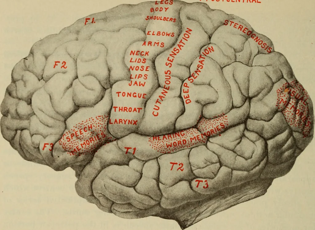 An illustration from The diagnostics of internal medicine : a clinical treatise upon the recognised principles of medical diagnosis, prepared for the use of students and practitioners of medicine / by Glentworth Reeve Butler ... ; with five coloured plates and two hundred and seventy-two illustrations and charts in the text., 1909, leaf 308
