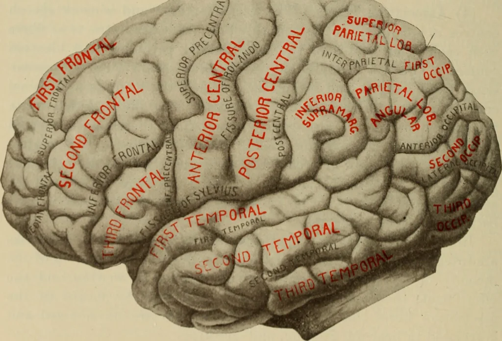An illustration from The diagnostics of internal medicine : a clinical treatise upon the recognised principles of medical diagnosis, prepared for the use of students and practitioners of medicine / by Glentworth Reeve Butler ... ; with five coloured plates and two hundred and seventy-two illustrations and charts in the text., 1909, leaf 308