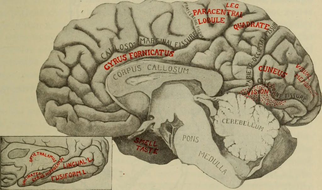 An illustration from The diagnostics of internal medicine : a clinical treatise upon the recognised principles of medical diagnosis, prepared for the use of students and practitioners of medicine / by Glentworth Reeve Butler ... ; with five coloured plates and two hundred and seventy-two illustrations and charts in the text., 1909, leaf 309