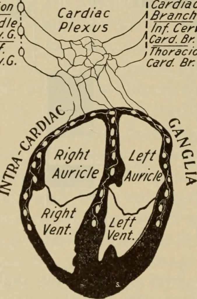 An illustration from The diagnostics of internal medicine : a clinical treatise upon the recognised principles of medical diagnosis, prepared for the use of students and practitioners of medicine / by Glentworth Reeve Butler ... ; with five coloured plates and two hundred and seventy-two illustrations and charts in the text., 1909, leaf 372